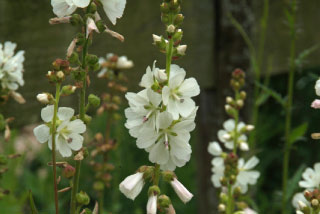 Sidalcea candida Prairie Malva bestellen